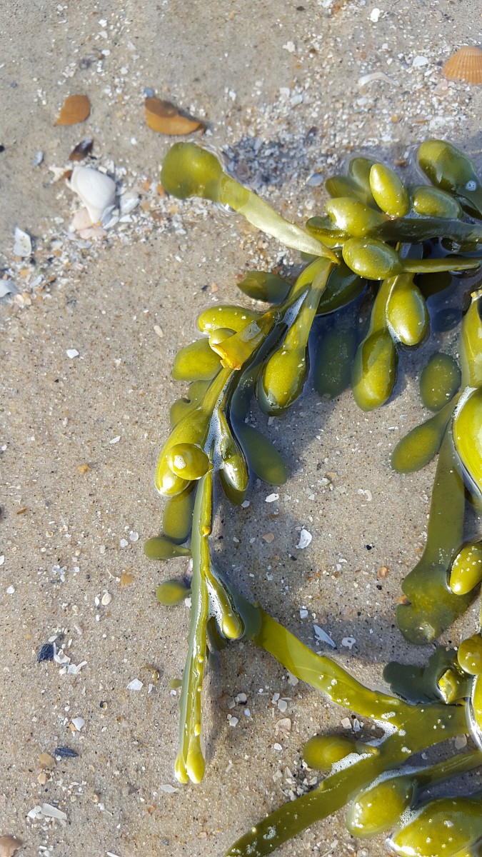 Yetuk xotinlarning shaxsiy jinsiy aloqa fotosuratlari